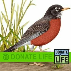 Meet your Posher, Robin